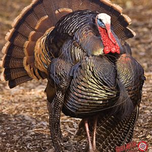 DuraMesh Archery Target Turkey 3 32 in. x 25 in.